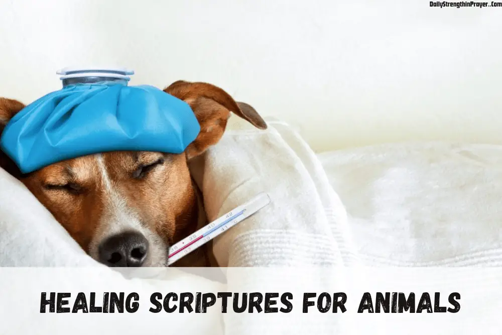 Healing Scripture for Animals